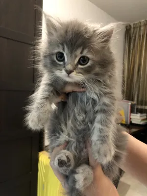 Dark Grey Persian Kitten