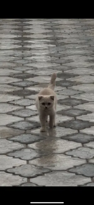 قط سكوتش فولد