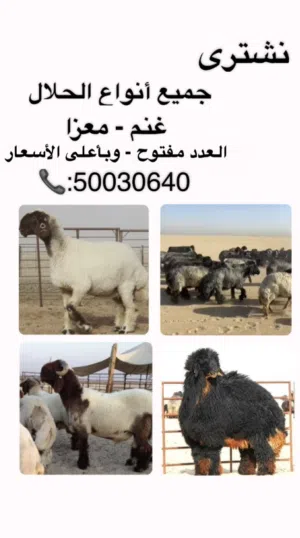 نشتري جميع أنواع الحلال ب اعلى الأسعار