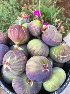 أشجار واشتال
