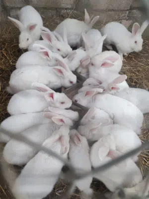 ارانب فرنسيه خمس اشهر وشهرين للبيع