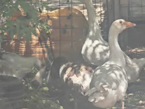 بط كوبره  عدد7 بشوش عدد 2