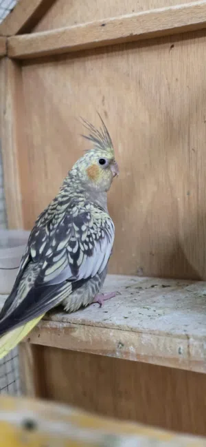 السلام عليكم رجاً اقرو الوصف شراي راسلني