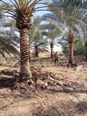 نخيل مثمر نخل واشنطونيا الزينة