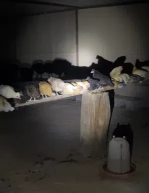 دجاج كويتي بيور