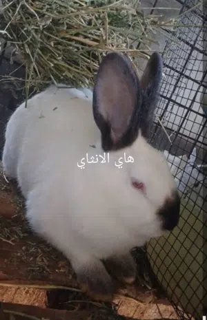 فراخ أرانب عمر شهر كلفورني بيور