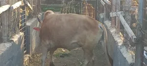 ثور عماني ممم