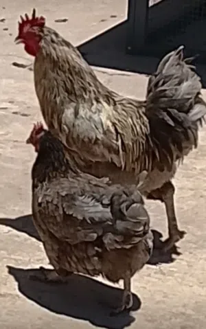 بسم الله توكلنا على الله دجاجه وديك وطنيتا صحتهن لاقو ال بالله للبيع حرق صاحبي الوتي مكان الكويفيه