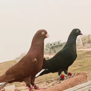 ابو جود