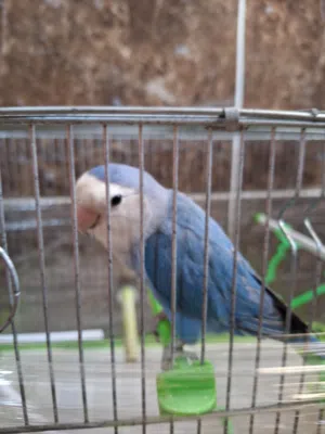 ذكر روز ازرق للبيع