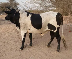 ثور ظفاري سمين