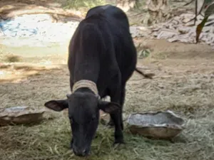 من المالك مباشرة ذبائح للعيد