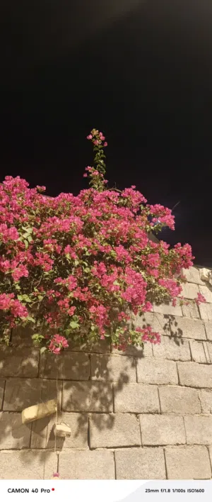 ياعلي 