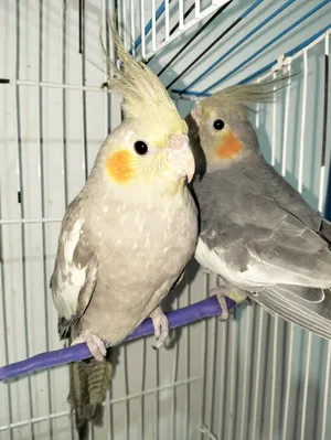 cocktail parrot couple // زوج ببغاء كوكتيل