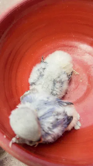 HEALTHY AND CLEAN CHICKS