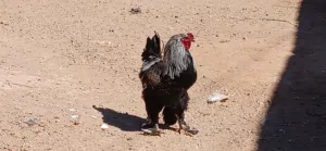 فروج وعتوقة براهما  عمرهم حوالي 4 شهور  خاليات من الأمراض