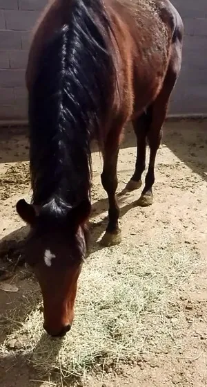 خيل حصان للبيع