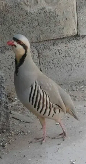 بيض حجل بلدي بيض فزنت بلدي