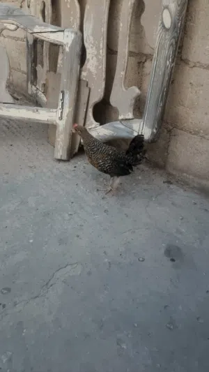 فراخ بلدي عمر 3اشهر اخر 3حبات