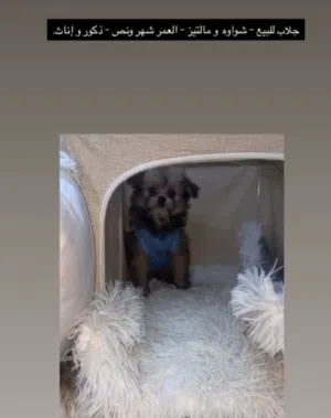 كلاب شيواوه