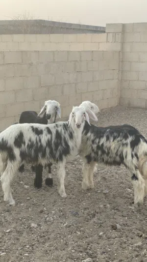 كباشه نجديه