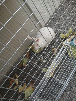 ارانب ذكور للبيع