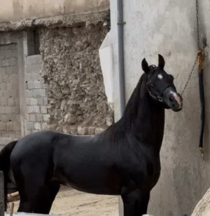 حصان عربي ادهم ساغ محجل