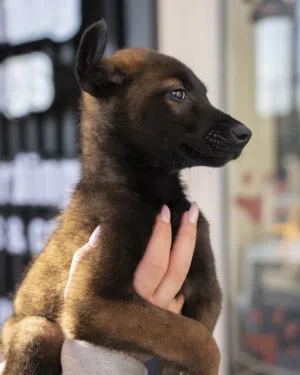 بلجم مالينو ألوان غامقه ودرايف عالي ذكور واناث شامل اللقاحات اللازمه وجرعه الدود ومايكروشيب