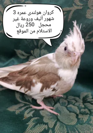 كنيور و كروان و روز