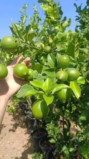 ليمون بلدي الكيلو 1.5