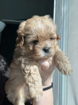 We have 4 beautiful puppies looking for their forever homes!