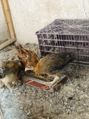 دجاج عرب عمر شهرين