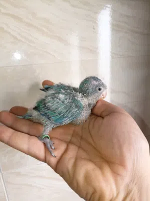 ببغاء كويكر فروخ