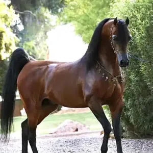 حازم ابو هليل 