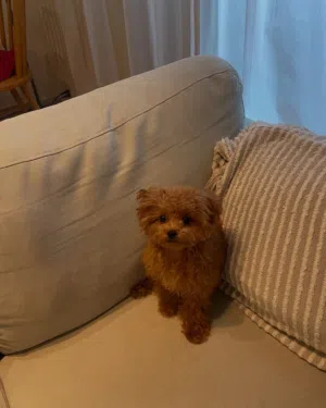 Poodle Puppy