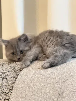 Persian kittens 2