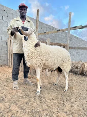 فحل سداس هجيل ومضمون في الغنم