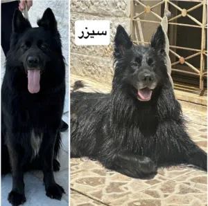 جيرمن شيبرد رويال بلاك - Germen Sheperd