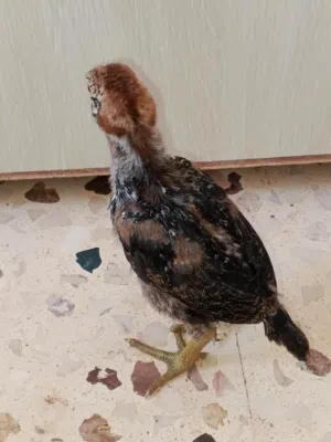 متوفر صيصان بلدي وباكستاني وفي اكمن حبة الماني