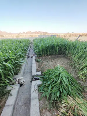 مرومبو سعر الجلبه ريالين