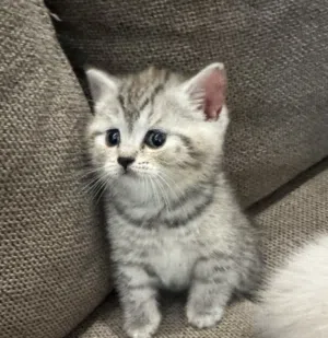 قطط سكوتش ستريت وفولد