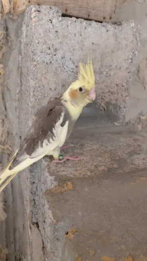 ذكر كوكتيل مروض ريشه تام وخاش على فطام