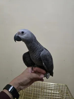 African grey