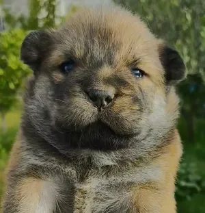 Chiots Chowchow