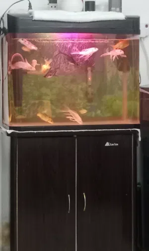 Sun sun Aquarium with fishes