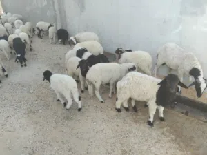 حواله وحوليات للبيع