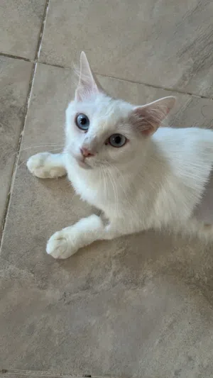 British & Persian Breed - Adoption