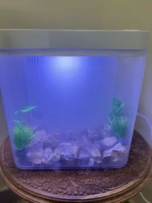 Fish Aquarium without fish