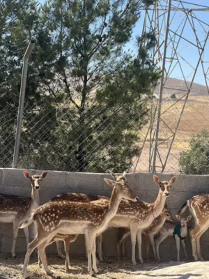 للبيع للبيع غزلان للبيع افتح مشروعك باقل الاسعار