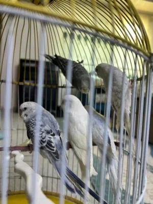 طيور الباجي الأسترالي